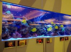 亞克力魚缸怎樣裝飾比較好看